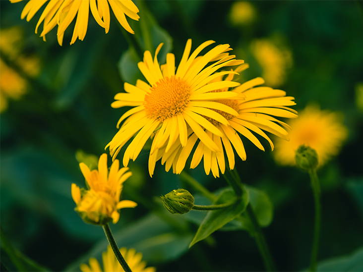 Homeopathic Medicine Arnica-Life Homeo Care