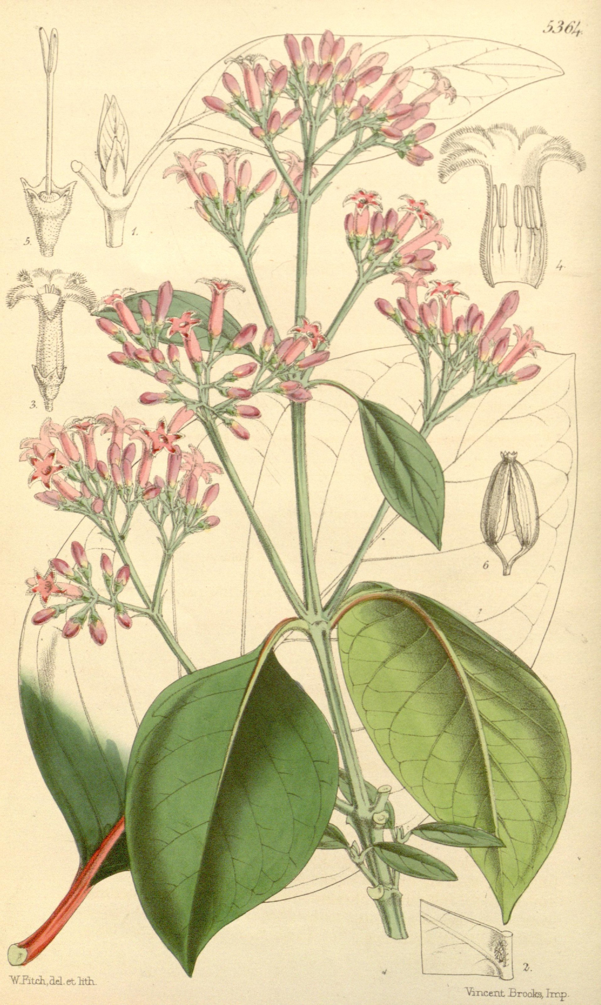 China Officinalis – Homeopathic Medicine: Its Uses, Indications and Dosage-Life Homeo Care