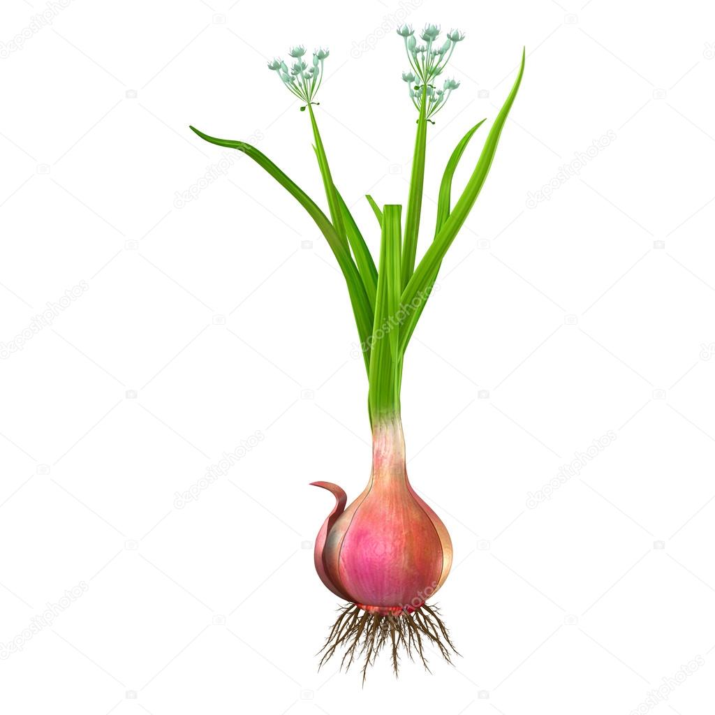 Allium Cepa – Homeopathic Medicine: Its Uses, Indications and Dosage-Life Homeo Care